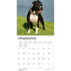 American Pit Bull Terriers | 2027 12 x 24 Inch (Hanging) Monthly Square Wall Calendar | Plastic-Free