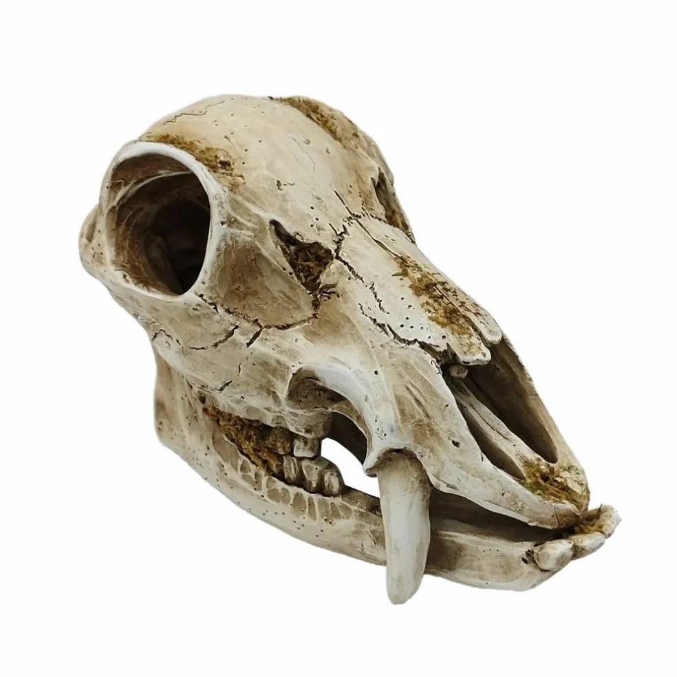 8.75" Animal Skull Tabletop Décor by Ashland®