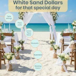 Arrow Head Sand Dollars | Real Arrowhead Sand Dollars 4"- 5" | Set of 3 | Sand Dollar Shells | Seashell Wedding | Sand Dollars for Crafts