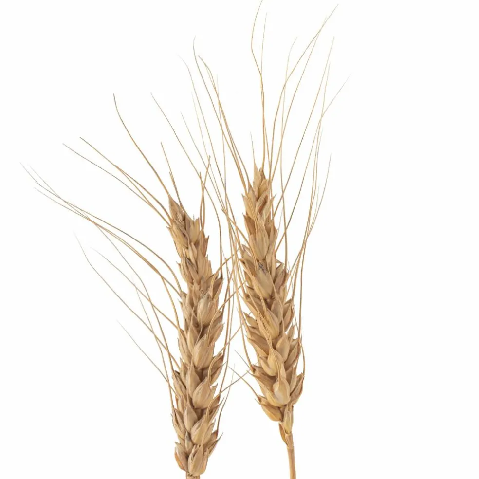 Ashland® Natural Wheat Bunch