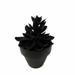 Assorted Mini Black Potted Succulent, 1pc. by Ashland®
