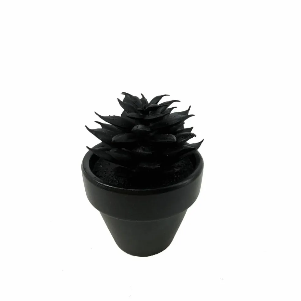 Assorted Mini Black Potted Succulent, 1pc. by Ashland®