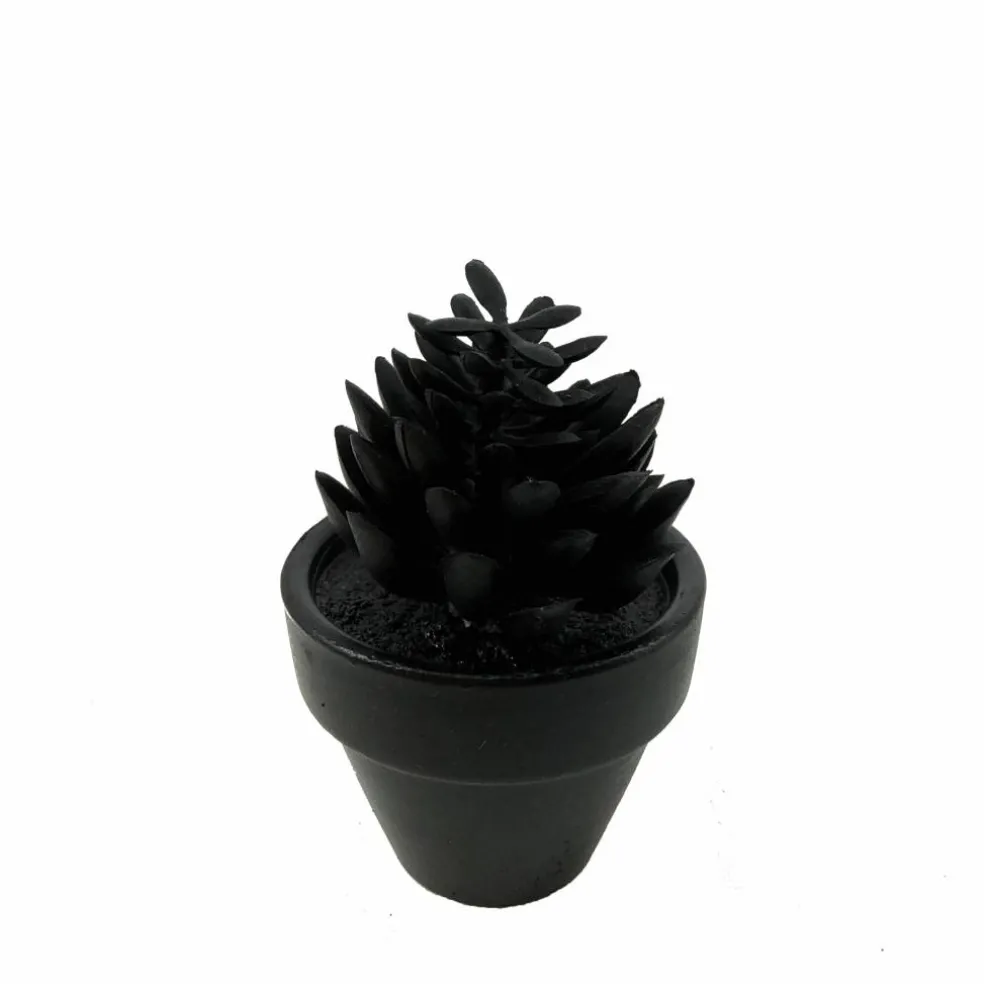 Assorted Mini Black Potted Succulent, 1pc. by Ashland®