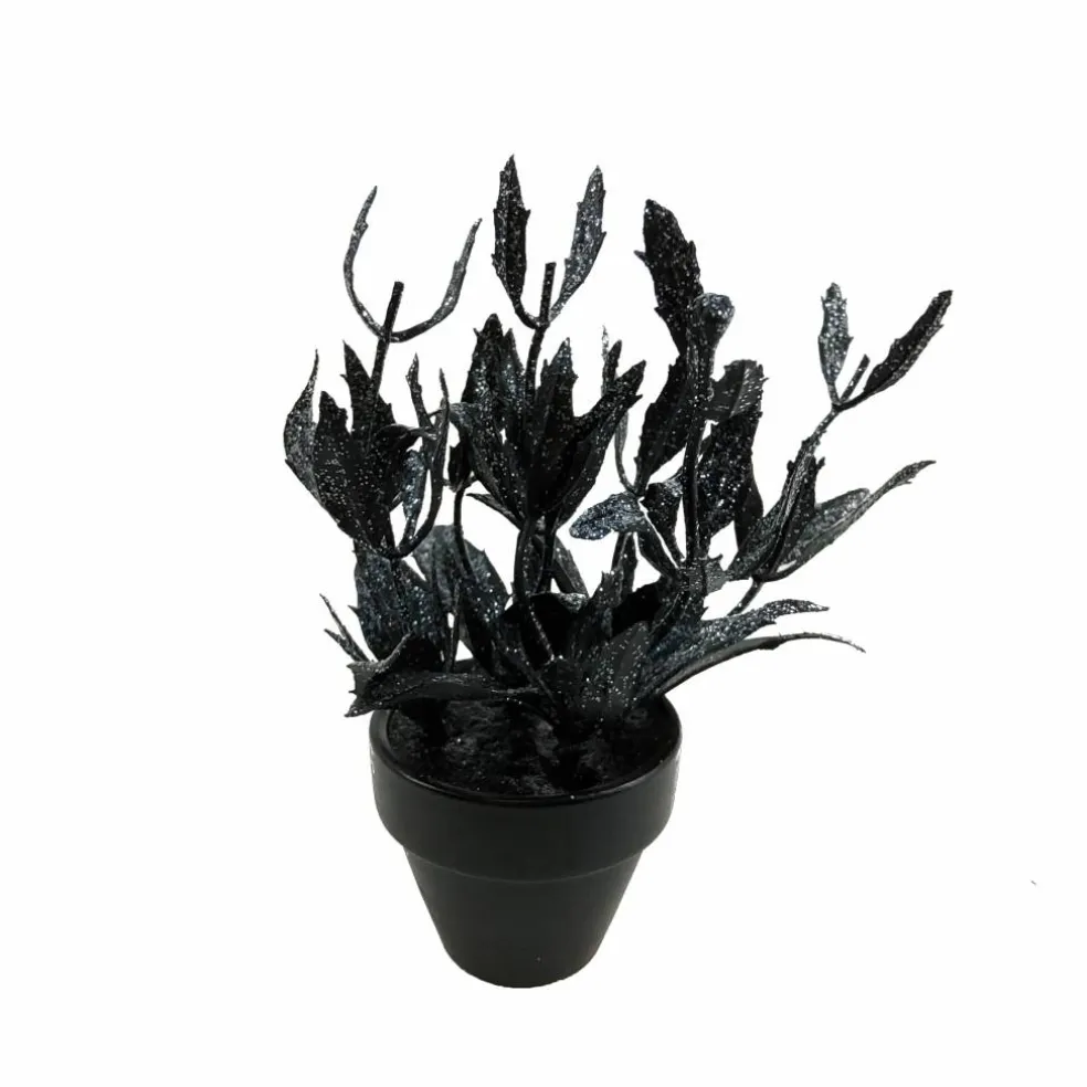 Assorted Mini Black Potted Succulent, 1pc. by Ashland®