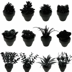 Assorted Mini Black Potted Succulent, 1pc. by Ashland®