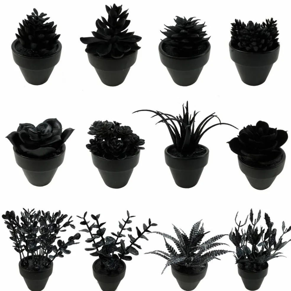 Assorted Mini Black Potted Succulent, 1pc. by Ashland®