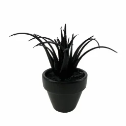 Assorted Mini Black Potted Succulent, 1pc. by Ashland®