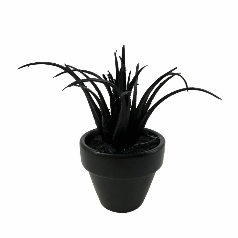 Assorted Mini Black Potted Succulent, 1pc. by Ashland®