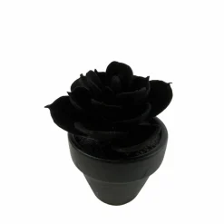 Assorted Mini Black Potted Succulent, 1pc. by Ashland®