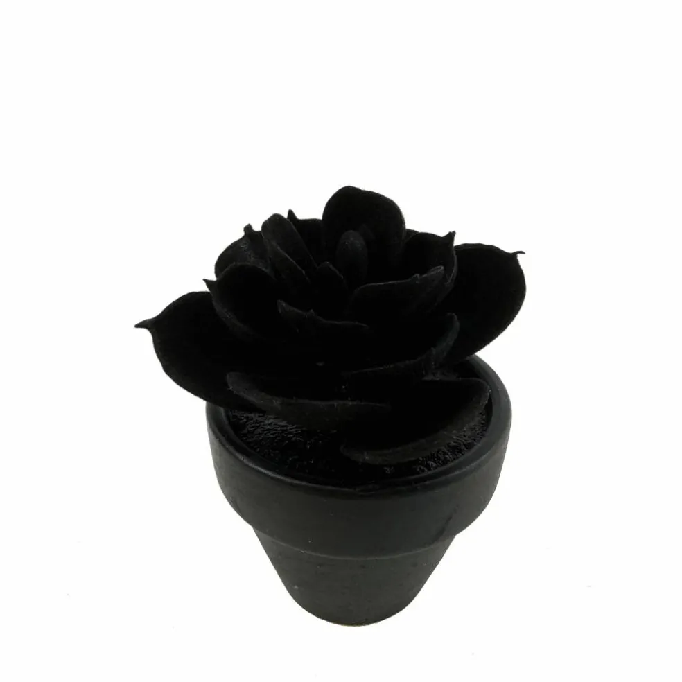 Assorted Mini Black Potted Succulent, 1pc. by Ashland®