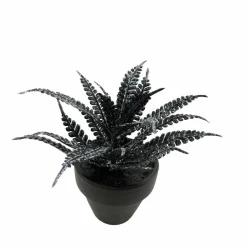Assorted Mini Black Potted Succulent, 1pc. by Ashland®