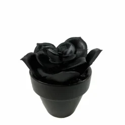 Assorted Mini Black Potted Succulent, 1pc. by Ashland®