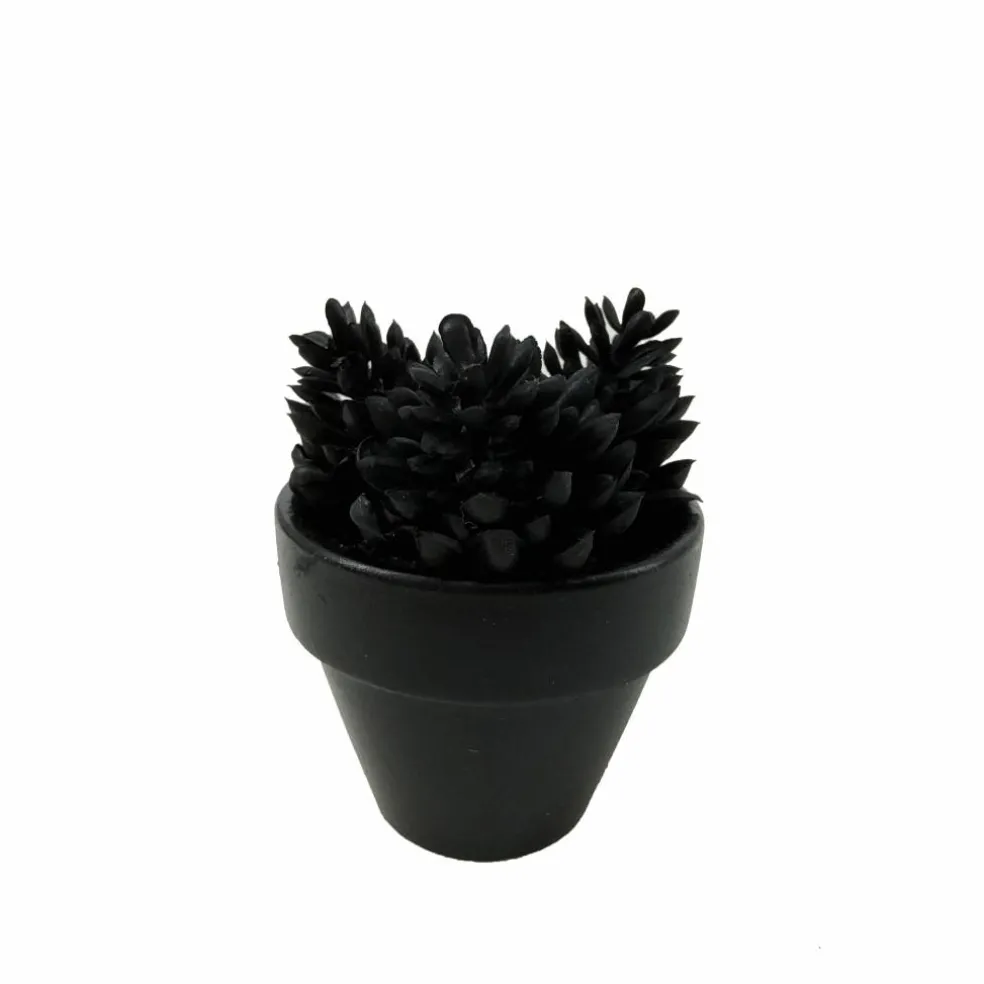 Assorted Mini Black Potted Succulent, 1pc. by Ashland®