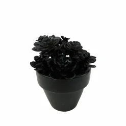 Assorted Mini Black Potted Succulent, 1pc. by Ashland®