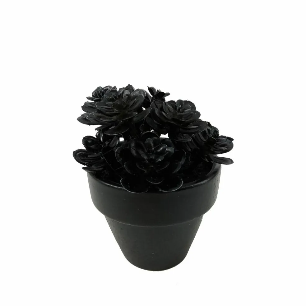 Assorted Mini Black Potted Succulent, 1pc. by Ashland®