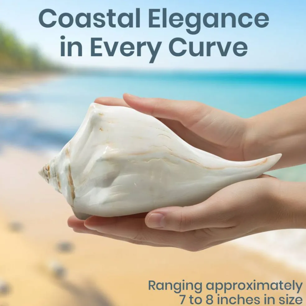 Atlantic Whelk Seashell Polished Atlantic Whelk 7"-8" Large Shell for Display
