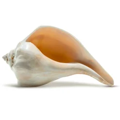 Atlantic Whelk Seashell Polished Atlantic Whelk 7