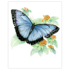 AVS-DME202 | Drawing Made Easy™ 26pc 8" x 10" Butterflies 4 Project Box Set