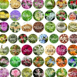 50 Bags Dried Flowers