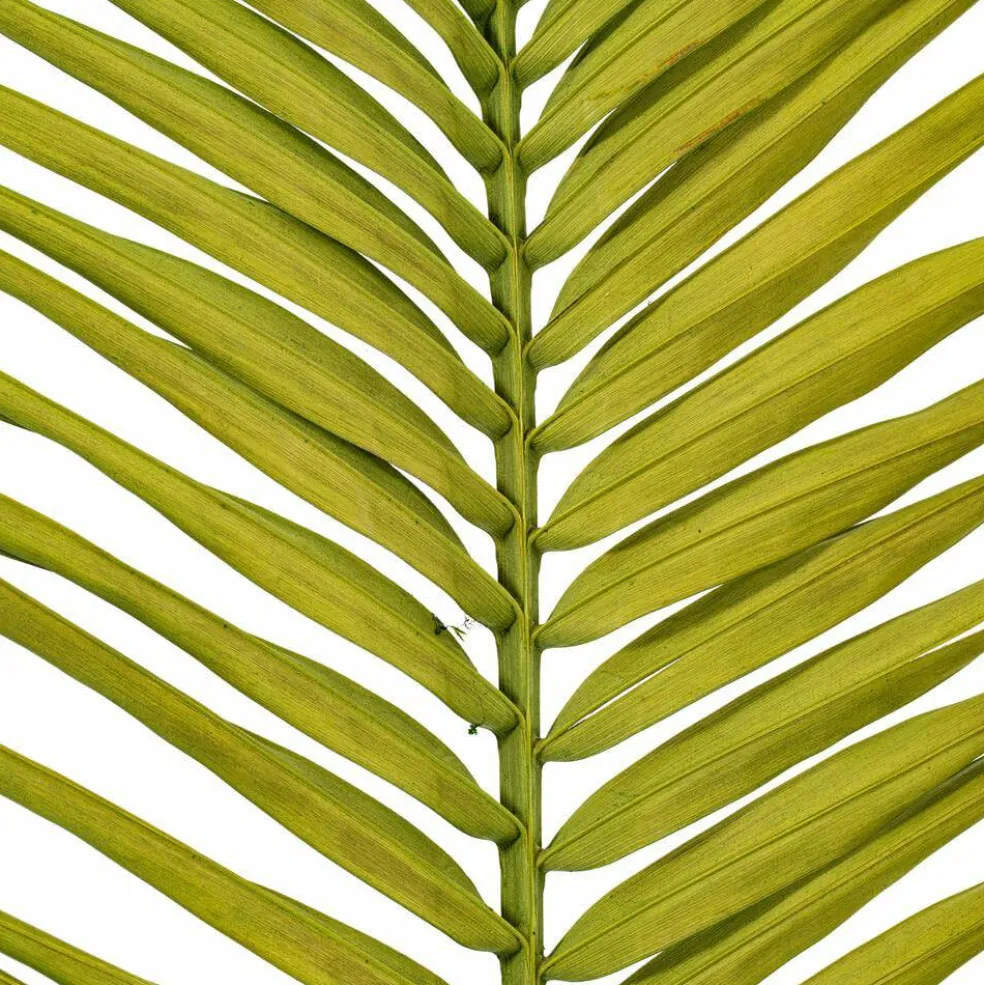 44" Basil Round Tip Palm Leaf 6/Bag