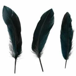 Black Feathers, 50ct. by Ashland®