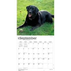 Black Labrador Retrievers | 2027 12 x 24 Inch (Hanging) Monthly Square Wall Calendar | Plastic-Free