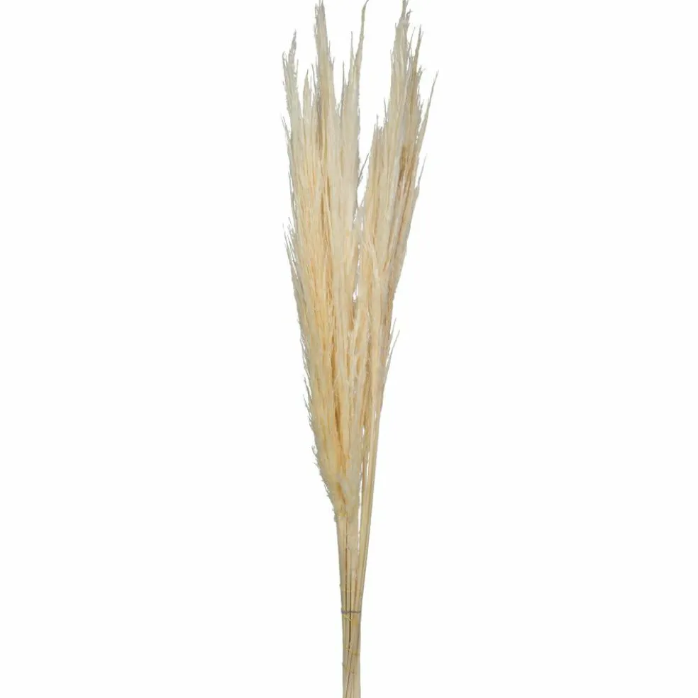 46" Bleached Pampas Grass 6Pk