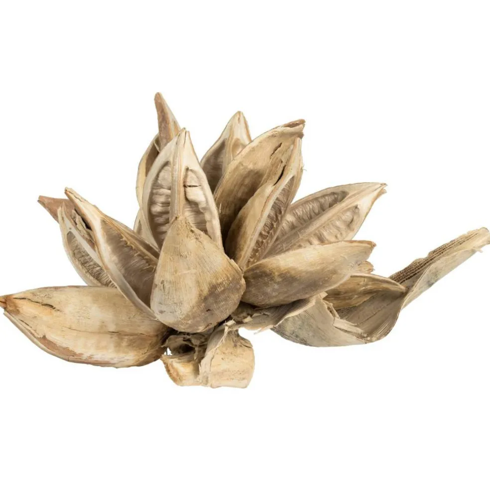6" Bleached Star Pod
