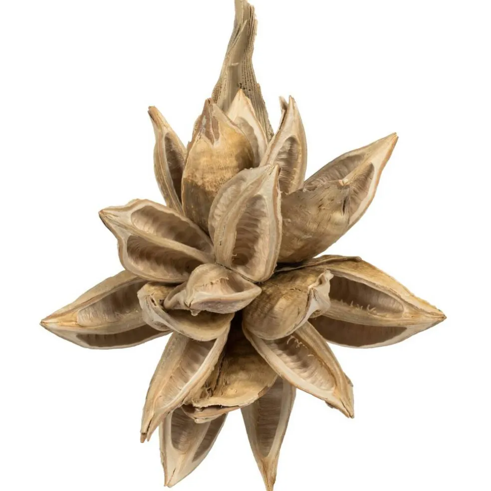 6" Bleached Star Pod