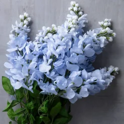 Blue Wisteria Bush by Ashland®