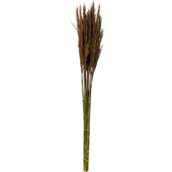 36" Brown Plume Reed Bundle 7oz