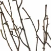 Brown Twig Stem by Ashland®