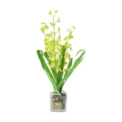 Chartreuse Green Potted Blooming Orchid Plant