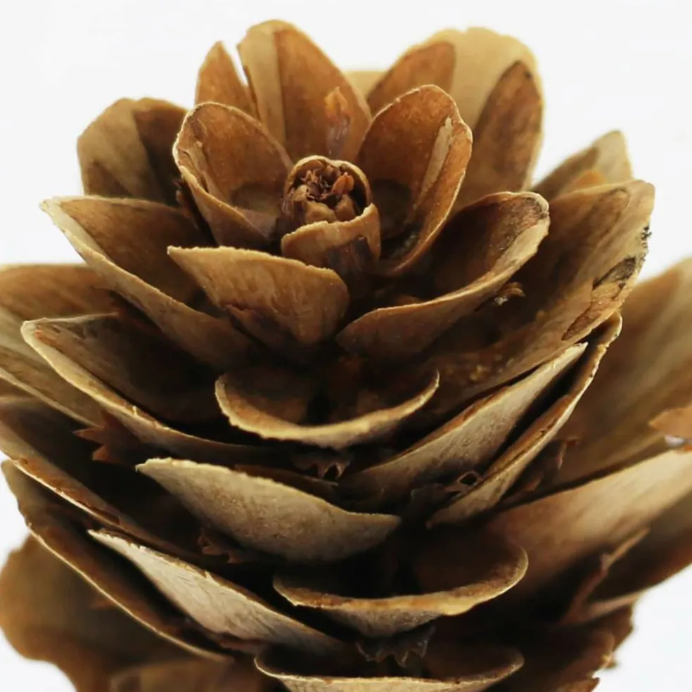 Classic Pinecone, Pumpkin, Berry & Maple Leaves Decorative Components by Ashland®