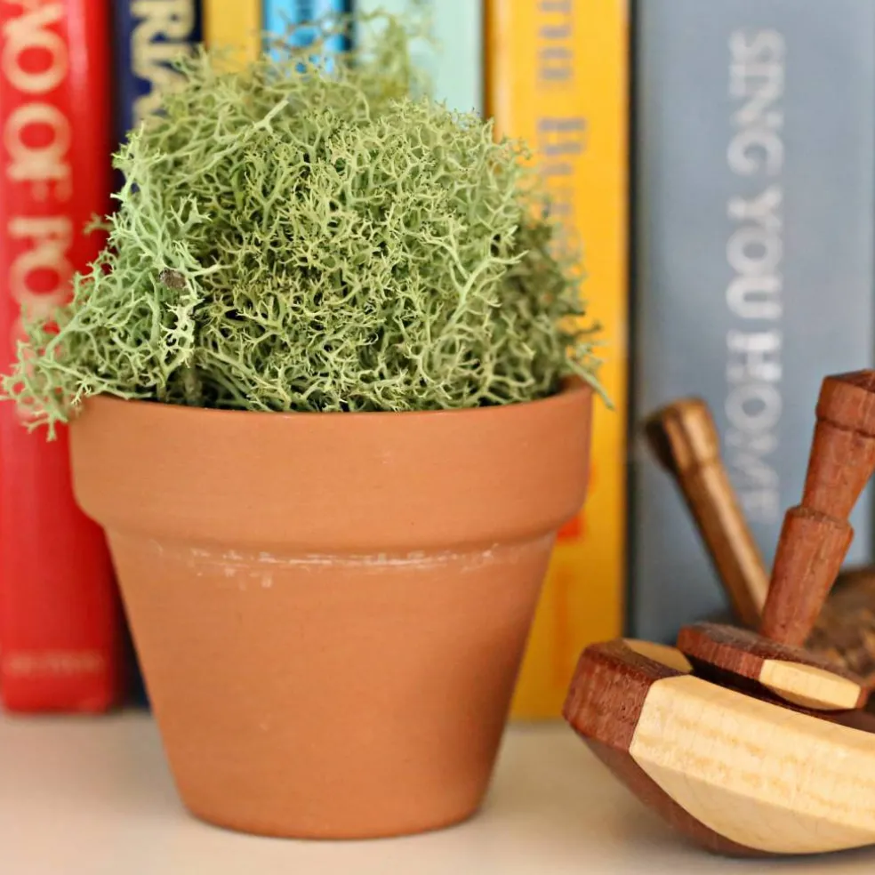 Clay Pot by Ashland®