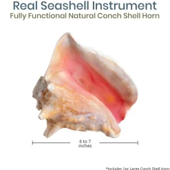 Conch Shell Horn 1 Conch Shell Horn Seashell 6-7" for Home and Decor