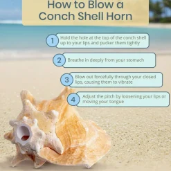 Conch Shell Horn 1 Conch Shell Horn Seashell 6-7" for Home and Decor