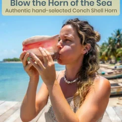 Conch Shell Horn 1 Conch Shell Horn Seashell 6-7