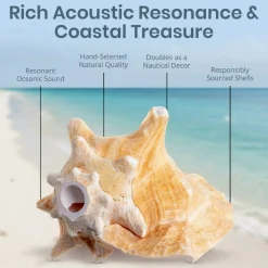 Conch Shell Horn 1 Conch Shell Horn Seashell 6-7