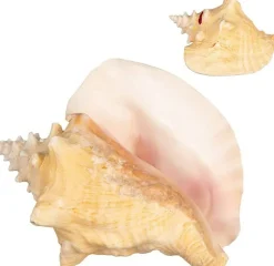 Conch Shell 1 Large Bahama Conch Seashell 6-8" for Display