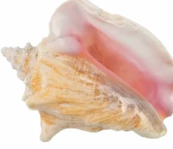 Conch Shell Large Sea Shells Garden Quality 5 to 6 inches Conch Sea Shell Large Conch Shell Décor