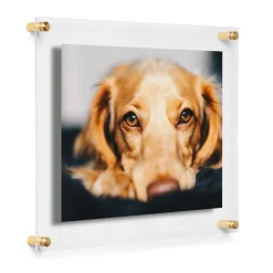 Cool Modern Frames Clear Acrylic Float Frame with Gold Hardware