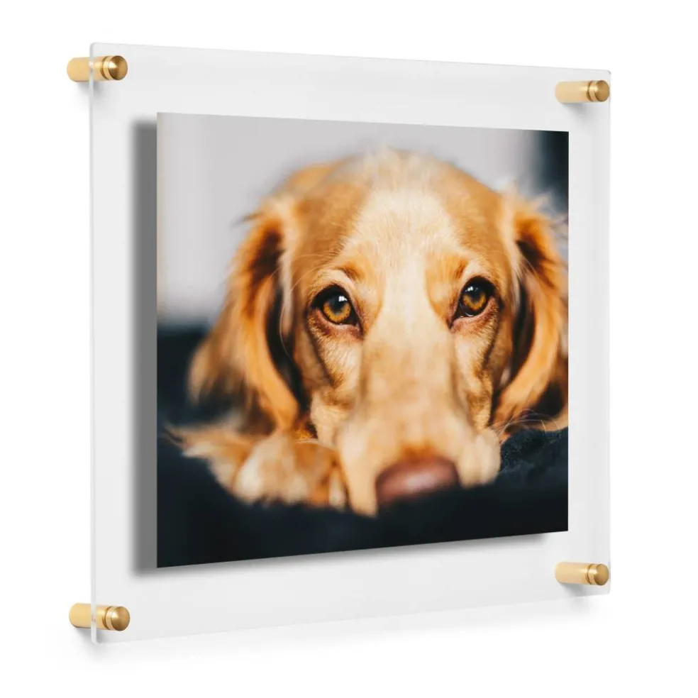 Cool Modern Frames Clear Acrylic Float Frame with Gold Hardware