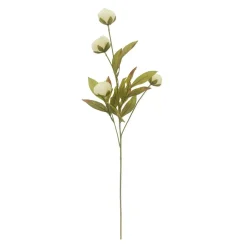 Cream Peony Stem by Ashland®