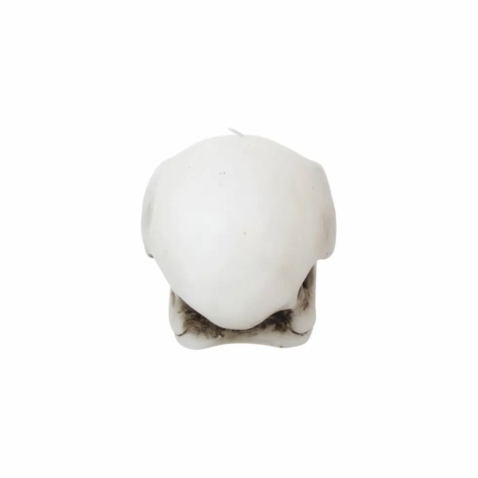 7.75" Crow Skull Unscented Candle by Ashland®