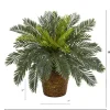 15" Cycas In Basket