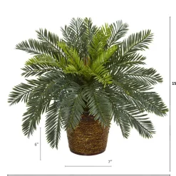 15" Cycas In Basket