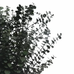 Dark Green Dried Eucalyptus Bundle by Ashland®