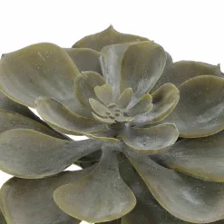 6" Dark Green Echeveria Pick by Ashland®