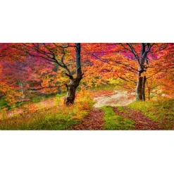 Designart - Bright Colorful Fall Trees in Forest - Large Landscape Canvas Art Print